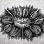 14 Mukhi Rudraksha 24.6mm 2.64gm - Inverse xray