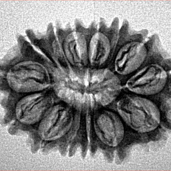 14 Mukhi Rudraksha 24.6mm 2.64gm - Inverse xray