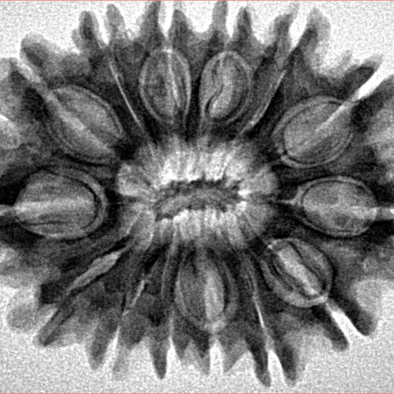 14 Mukhi Rudraksha 30.2mm 5gm - Inverse xray