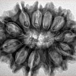 12 Mukhi Rudraksha 31.3mm 5.64gm - Inverse xray