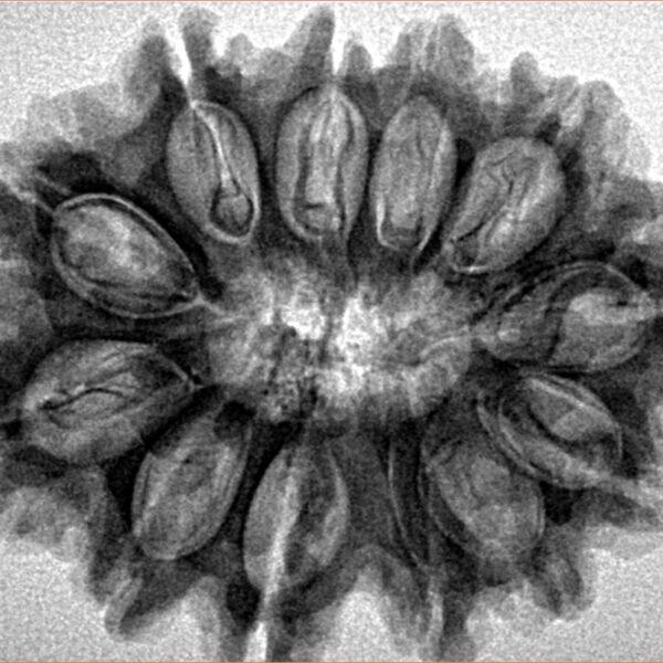 12 Mukhi Rudraksha 31.3mm 5.64gm - Inverse xray