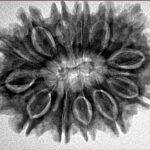 13 Mukhi Rudraksha 31.3mm 5.73gm - Inverse xray