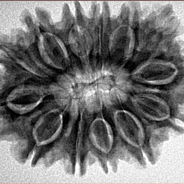 13 Mukhi Rudraksha 31.3mm 5.73gm - Inverse xray