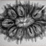 12 Mukhi Rudraksha 30.3mm 4.23gm - Inverse xray