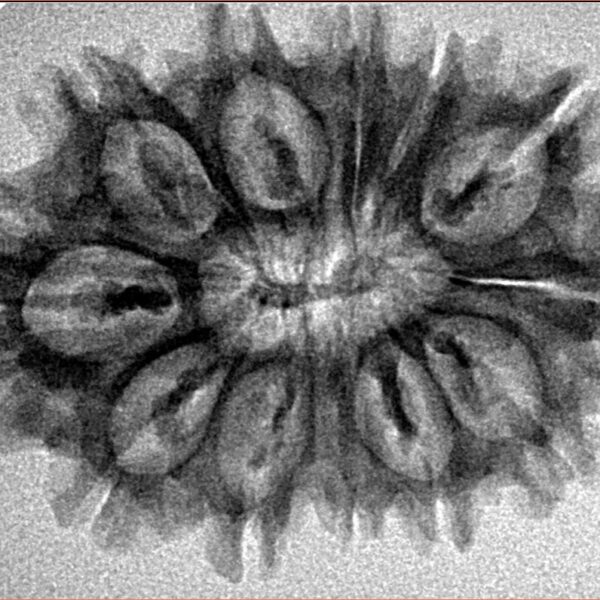 12 Mukhi Rudraksha 30.3mm 4.23gm - Inverse xray