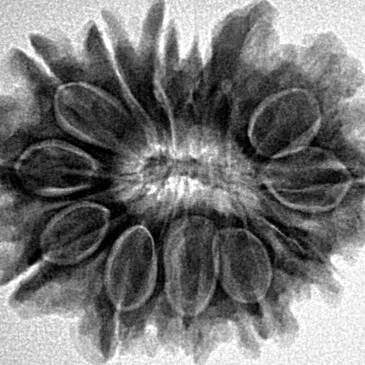 13 Mukhi Ganesh 27.9mm 4.82gm - Inverse xray