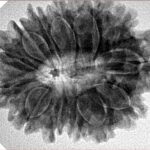 13 Mukhi Rudraksha 29.8mm 6.12gm - Inverse xray