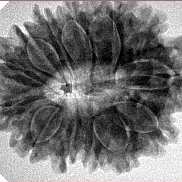 13 Mukhi Rudraksha 29.8mm 6.12gm - Inverse xray