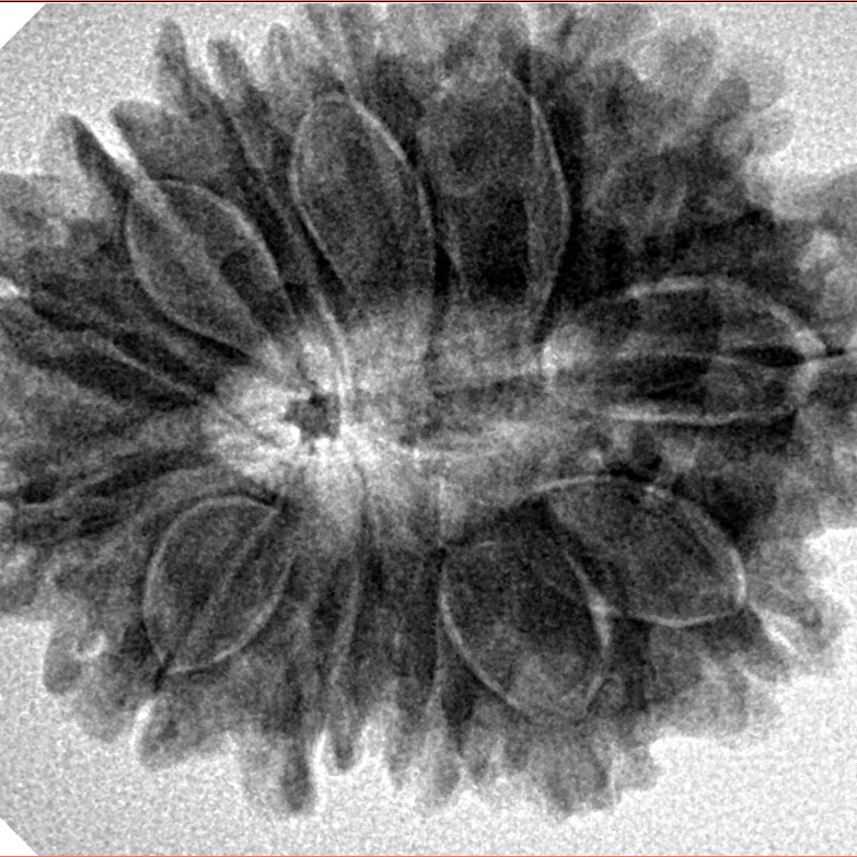 13 Mukhi Rudraksha 29.8mm 6.12gm - Inverse xray