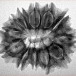 12 Mukhi Rudraksha 27.6mm 4.44gm - Inverse xray