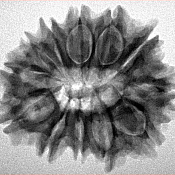 12 Mukhi Rudraksha 27.6mm 4.44gm - Inverse xray