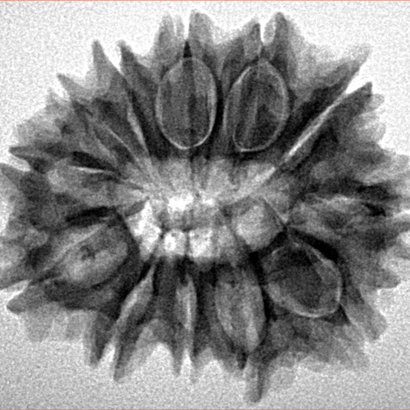 12 Mukhi Rudraksha 27.6mm 4.44gm - Inverse xray