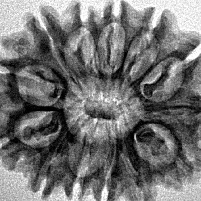 13 Mukhi Rudraksha 26mm 3.29gm - Inverse xray