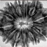 12 Mukhi Rudraksha 32.5mm 6.58gm - Inverse xray