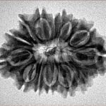 15 Mukhi Rudraksha 27.8mm 3.73gm - Inverse xray