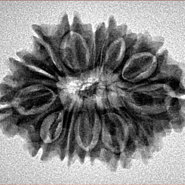 15 Mukhi Rudraksha 27.8mm 3.73gm - Inverse xray