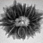 13 Mukhi Rudraksha 22.3mm 2.92gm - Inverse xray