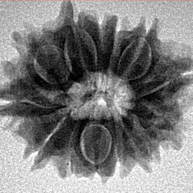 13 Mukhi Rudraksha 22.3mm 2.92gm - Inverse xray