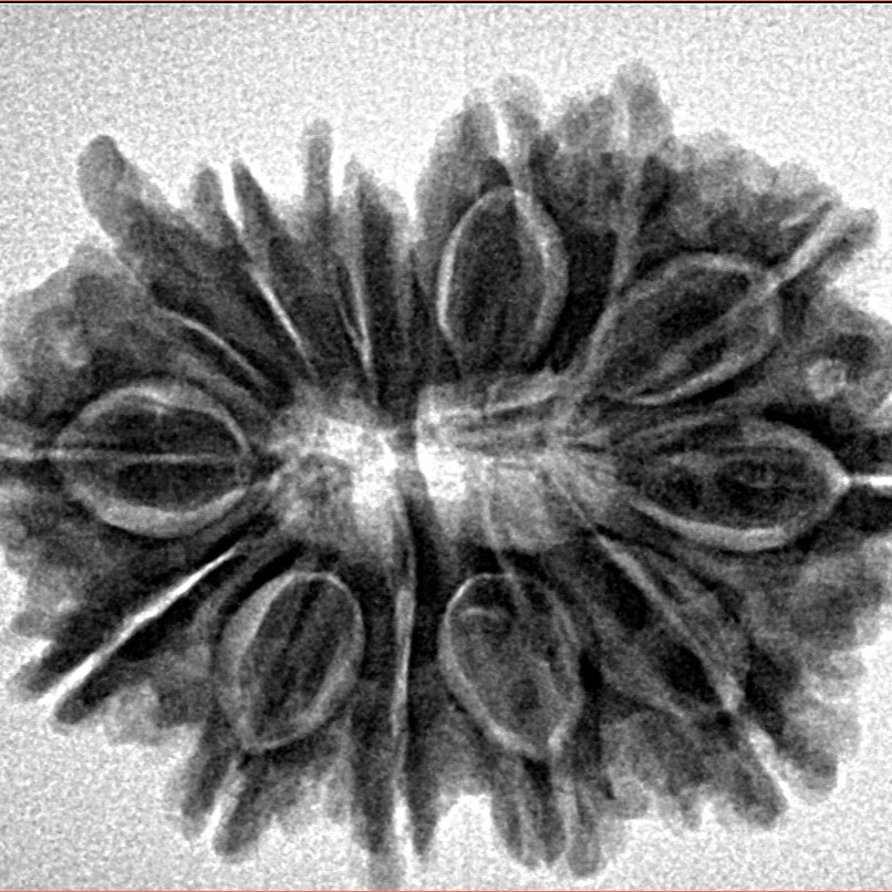 14 Mukhi Ganesh 28.7mm 4.77gm - Inverse xray