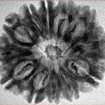 12 Mukhi Rudraksha 28.7mm 4.51gm - Inverse xray