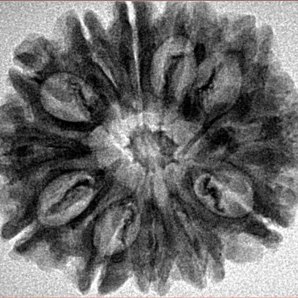 12 Mukhi Rudraksha 28.7mm 4.51gm - Inverse xray