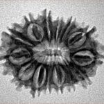 14 Mukhi Rudraksha 25.4mm 2.78gm - Inverse xray