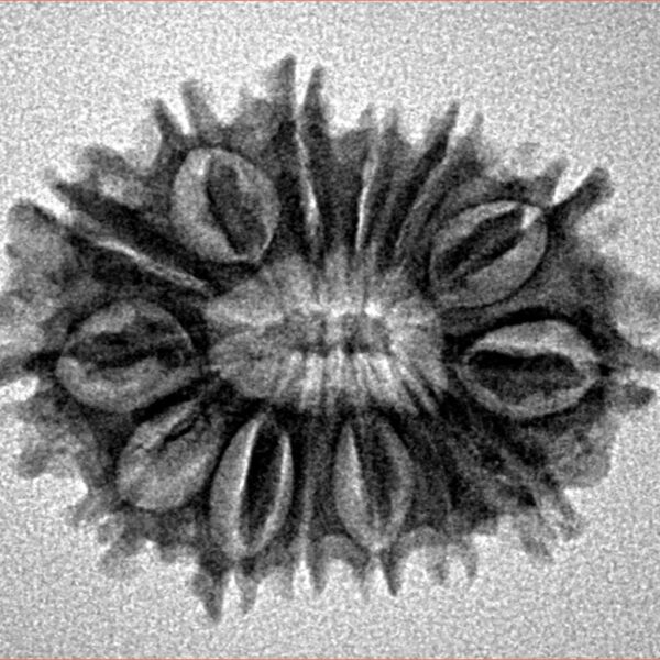 14 Mukhi Rudraksha 25.4mm 2.78gm - Inverse xray