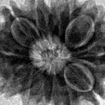 12 Mukhi Rudraksha 24mm 3.55gm - Inverse xray