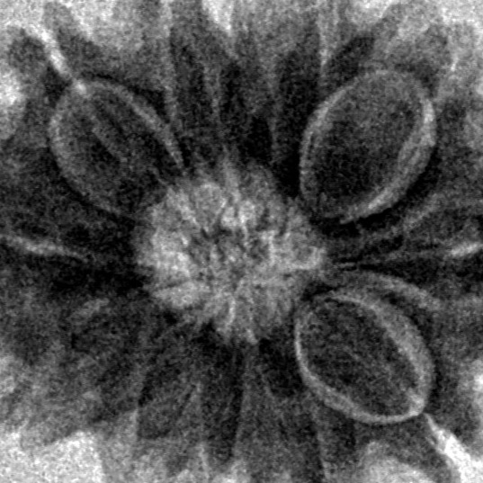 12 Mukhi Rudraksha 24mm 3.55gm - Inverse xray