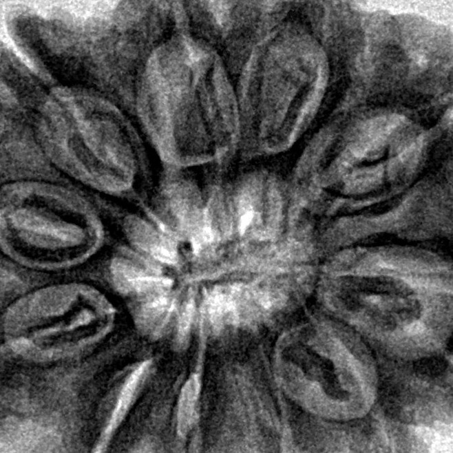 12 Mukhi Rudraksha 31.3mm 6.73gm - Inverse xray