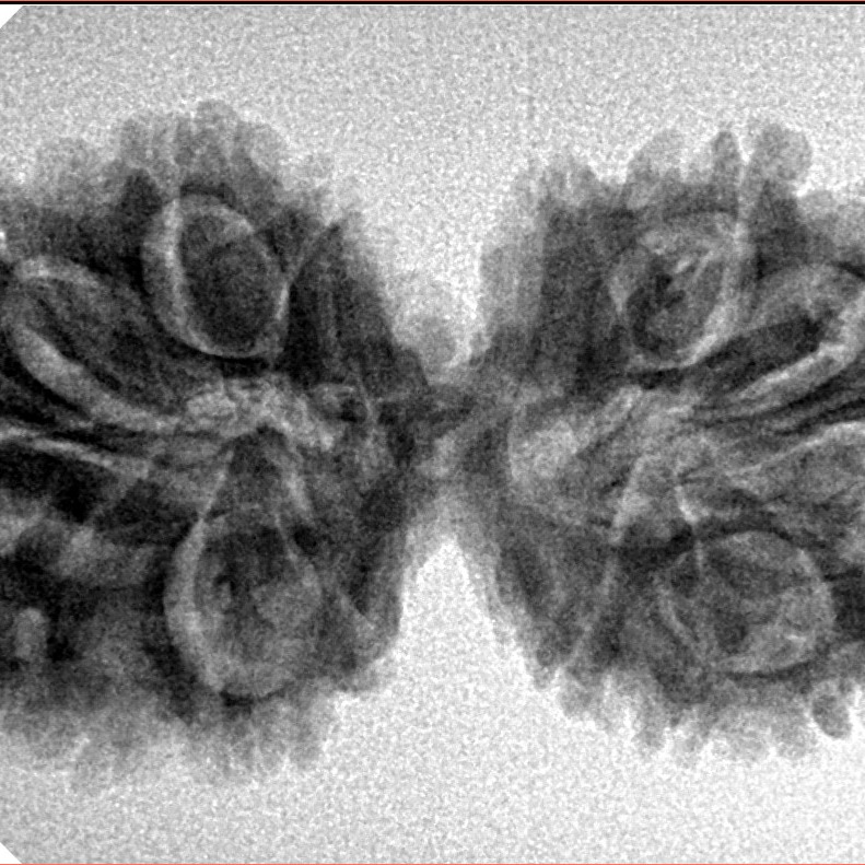 14 Mukhi Gaurishankar 35.5mm 4.64gm - Inverse xray