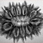 14 Mukhi Rudraksha 27.1mm 3.58gm - Inverse xray