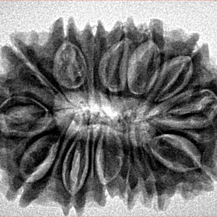 14 Mukhi Rudraksha 27.7mm 4.6gm - Inverse xray