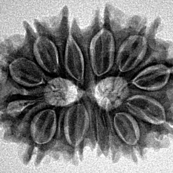 13 Mukhi Gaurishankar 28.1mm 4.53gm - Inverse xray