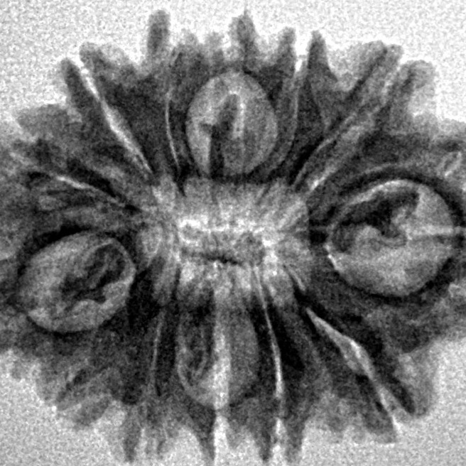 13 Mukhi Rudraksha 25.5mm 3.24gm - Inverse xray