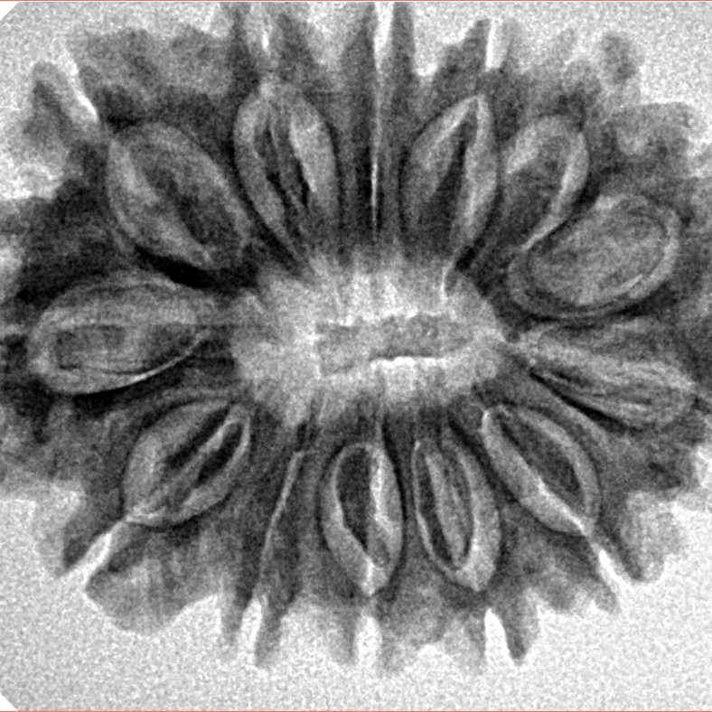 13 Mukhi Rudraksha 30.9mm 5.13gm - Inverse xray