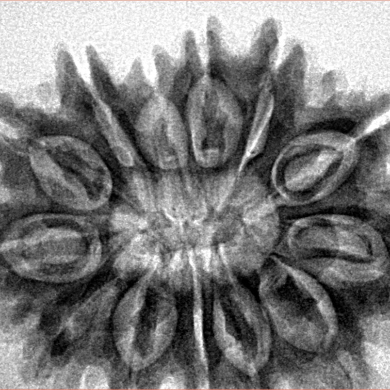13 Mukhi Rudraksha 32.5mm 6gm - Inverse xray