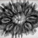 12 Mukhi Rudraksha 32.1mm 5.9gm - Inverse xray