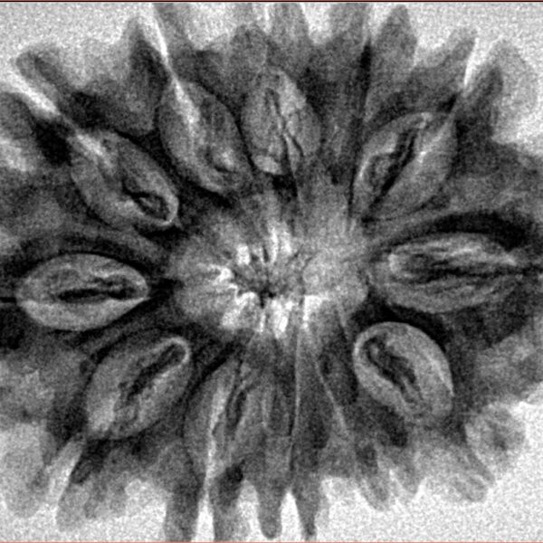 12 Mukhi Rudraksha 32.1mm 5.9gm - Inverse xray