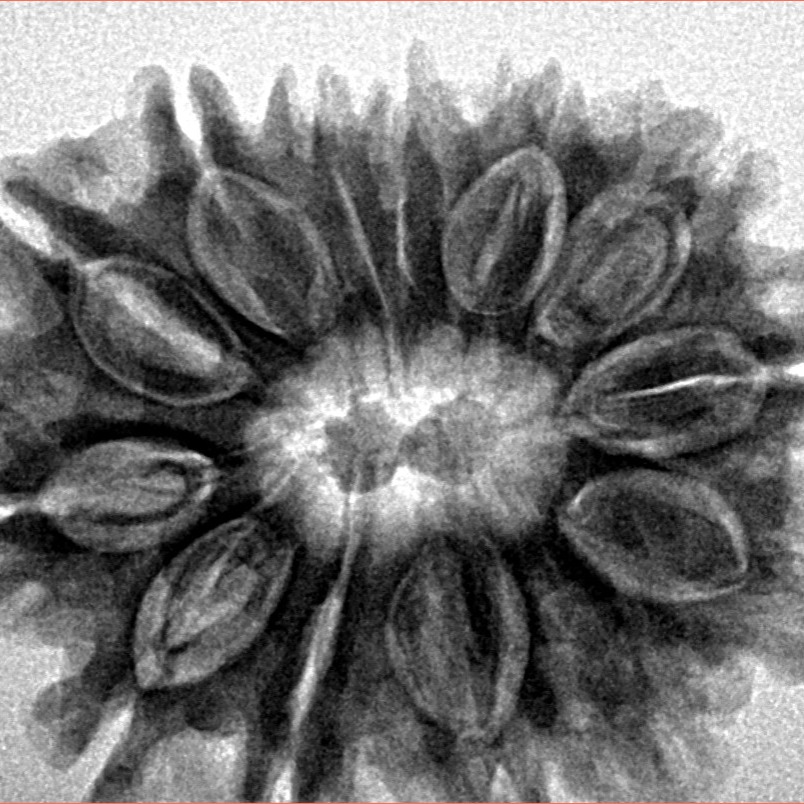 13 Mukhi Rudraksha 30.3mm 6.32gm - Inverse xray