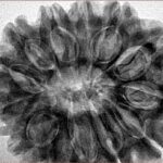 13 Mukhi Rudraksha 32.1mm 7.09gm - Inverse xray