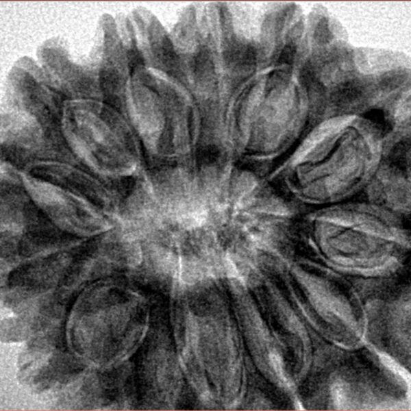 13 Mukhi Rudraksha 32.1mm 7.09gm - Inverse xray