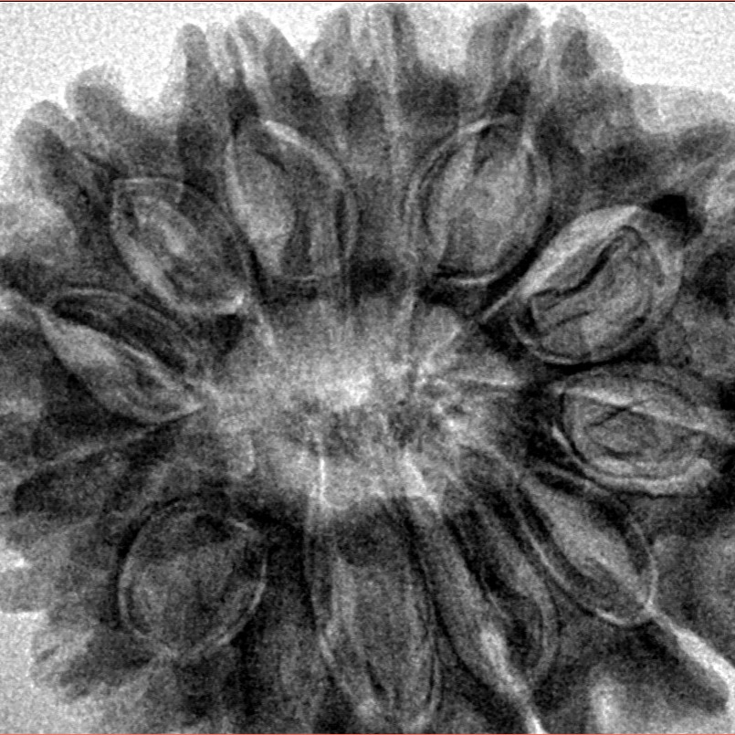 13 Mukhi Rudraksha 32.1mm 7.09gm - Inverse xray