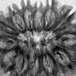 13 Mukhi Rudraksha 32.1mm 4.84gm - Inverse xray