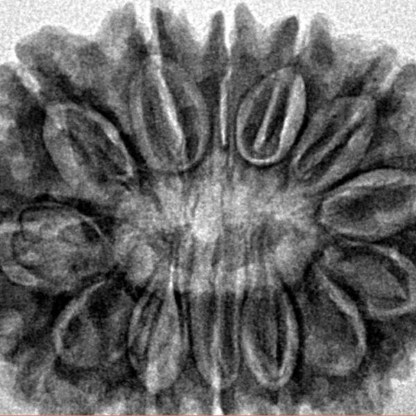 13 Mukhi Rudraksha 30.1mm 5.64gm - Inverse xray