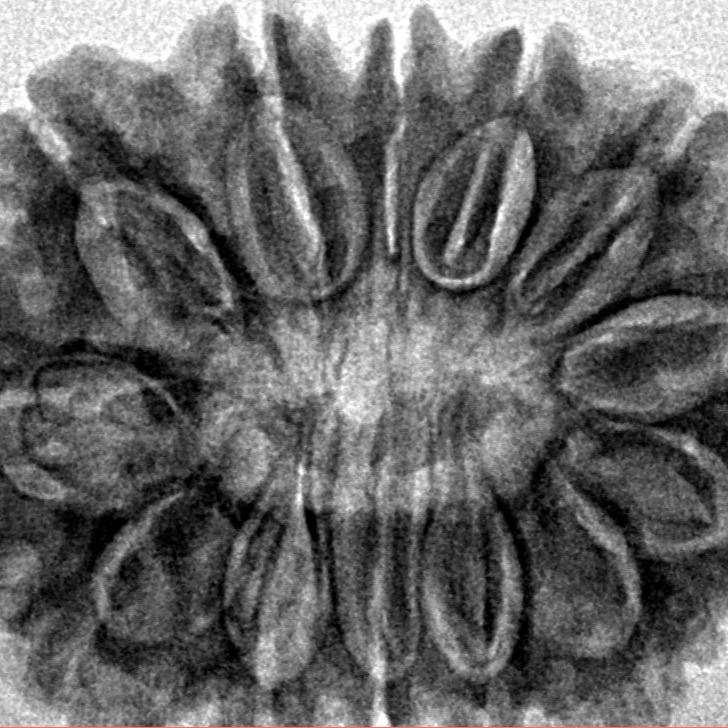13 Mukhi Rudraksha 30.1mm 5.64gm - Inverse xray