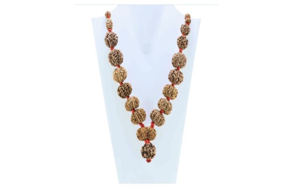 1 to 14 Mukhi Rudraksha Mala ( Siddha Mala ) - Certificate: DCL/2026/B/0013 - Mala Image