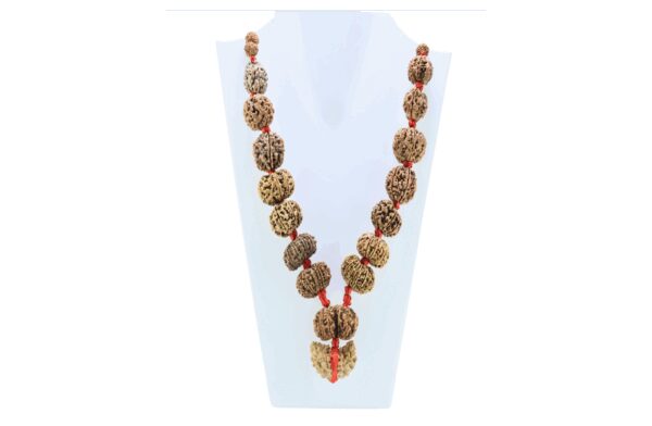 1 to 14 Mukhi Rudraksha Mala ( Siddha Mala ) - Certificate: DCL/2026/B/0012 - Mala Image