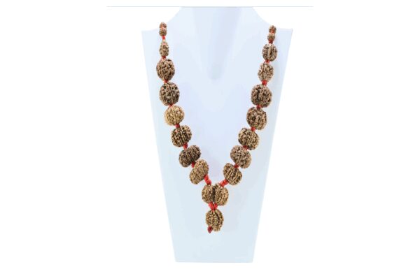 1 to 14 Mukhi Rudraksha Mala ( Siddha Mala ) - Certificate: DCL/2026/B/0014 - Mala Image