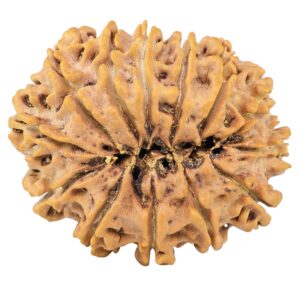 13 Mukhi Rudraksha 32.7mm 6.5gm - Rudraksha back